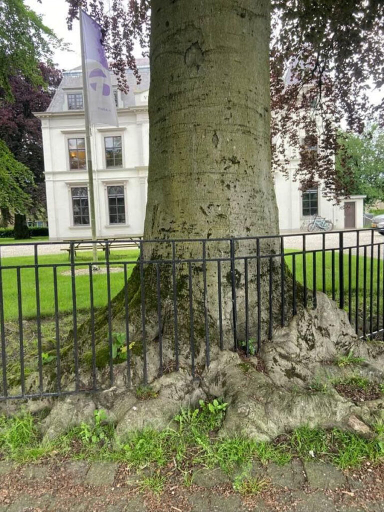 oude boom voor landhuis