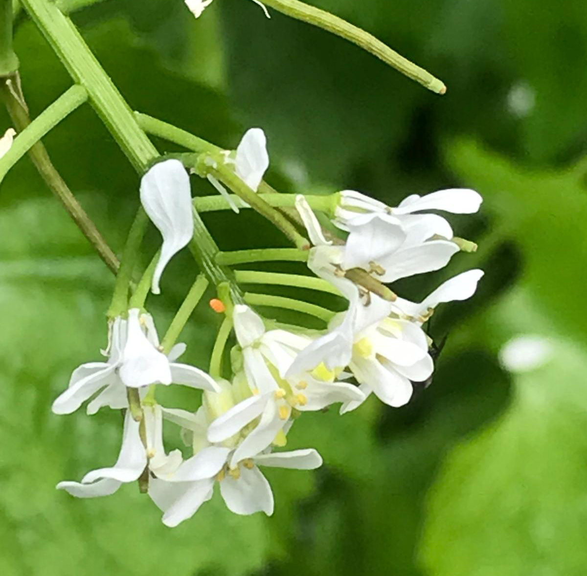 Daslook, een witte bloem