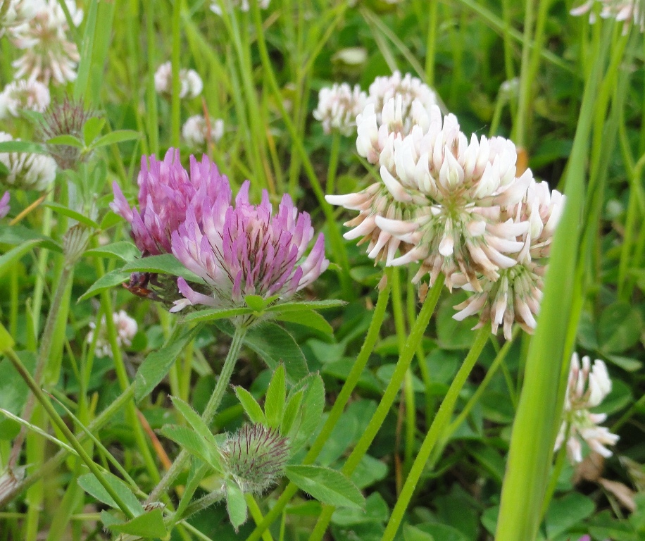 witte en rode klaver in het gras